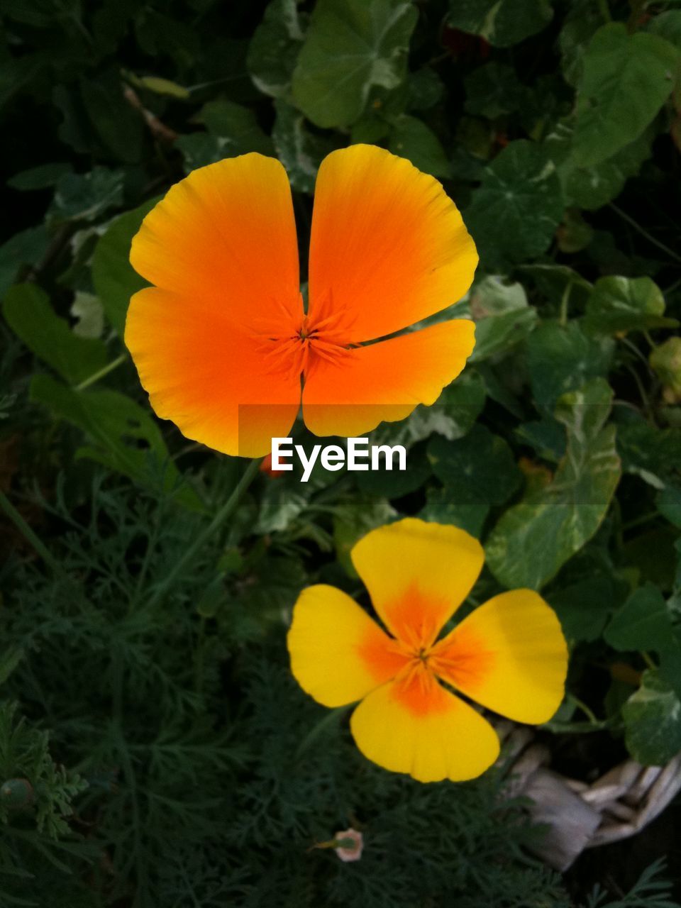 CLOSE-UP OF FLOWER BLOOMING OUTDOORS