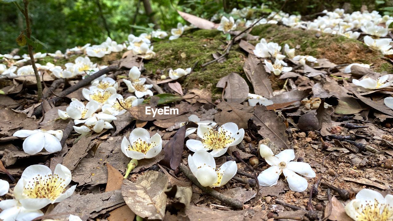 HIGH ANGLE VIEW OF WHITE FLOWERING PLANT ON LAND