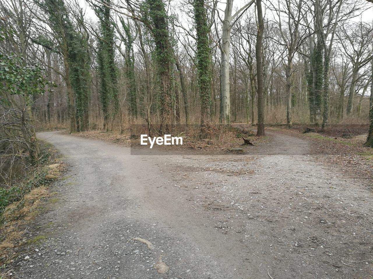 DIRT ROAD IN FOREST