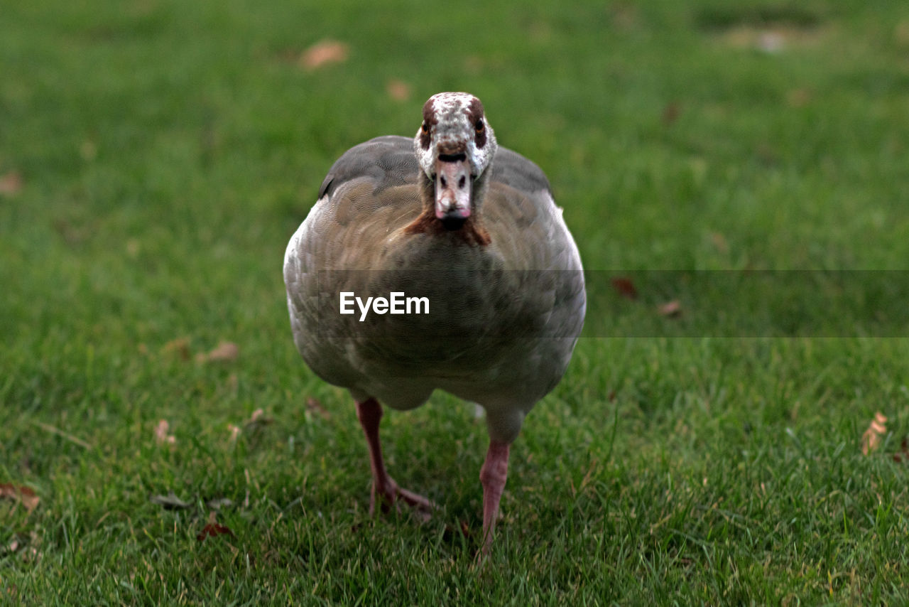 animal themes, animal, bird, grass, animal wildlife, wildlife, one animal, nature, plant, water bird, beak, goose, no people, ducks, geese and swans, duck, outdoors, green, day, full length, land, field, animal body part, front view, portrait