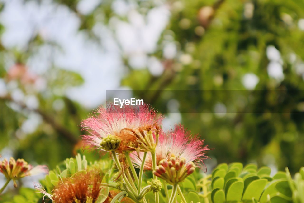 Close-up of pink flowering plant