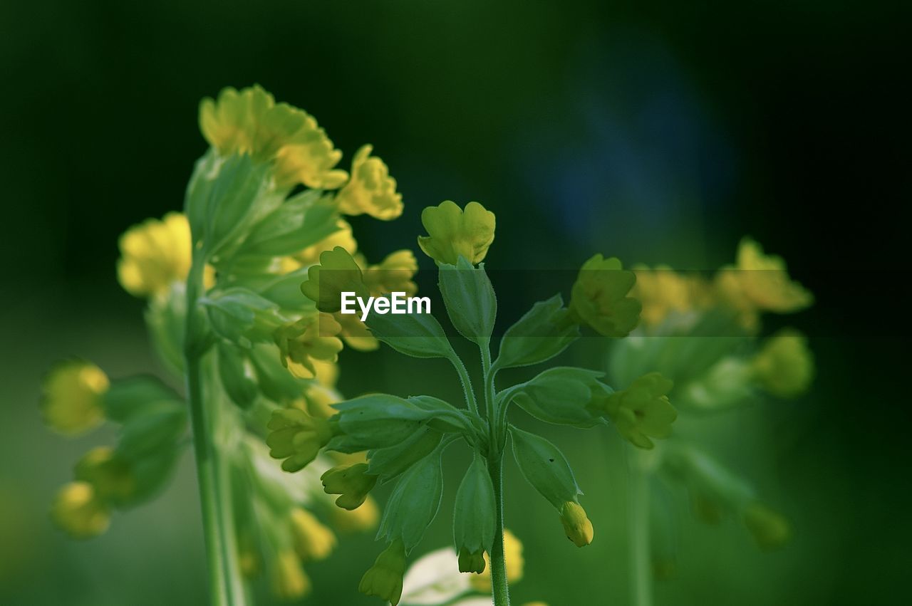 Close-up of yellow flowering plant