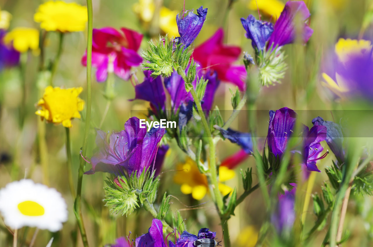 CLOSE-UP OF PURPLE FLOWERS