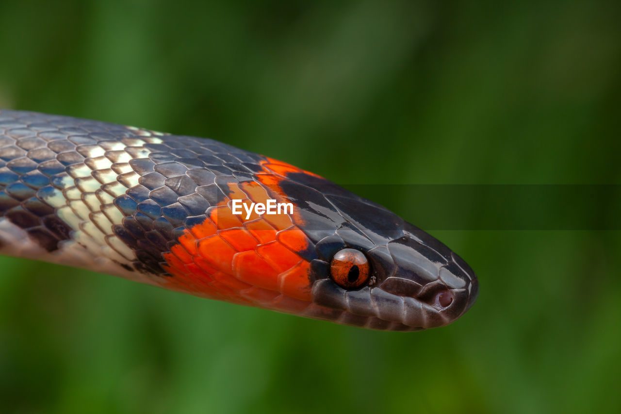 False coral snake oxyrhopus guibei