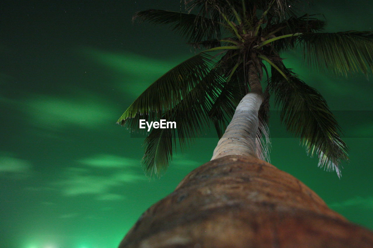 Low angle view of palm tree against sky at night