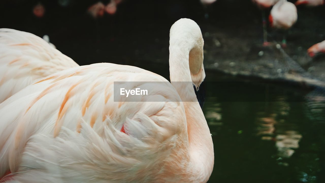 Close-up of flamingo swimming in lake