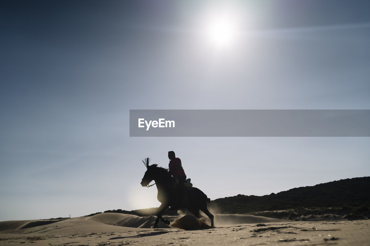 Male riding horse on dry sand against cloudless blue sky on sunny day in desert