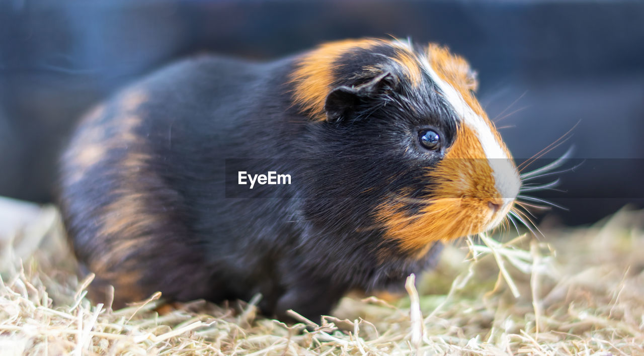 Close up of a young brown and black guinea pig in a litter tray