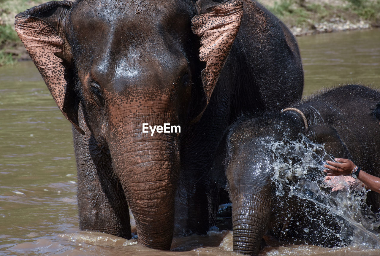 View of elephant drinking water