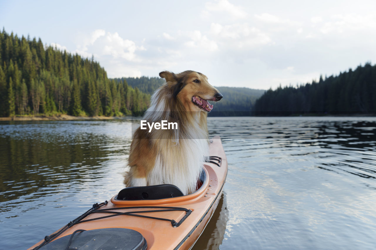 DOG LOOKING AT LAKE