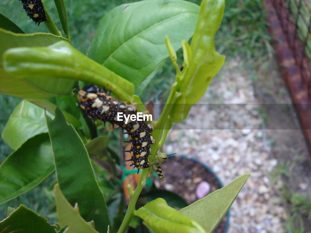 CLOSE-UP OF GRASSHOPPER ON PLANT