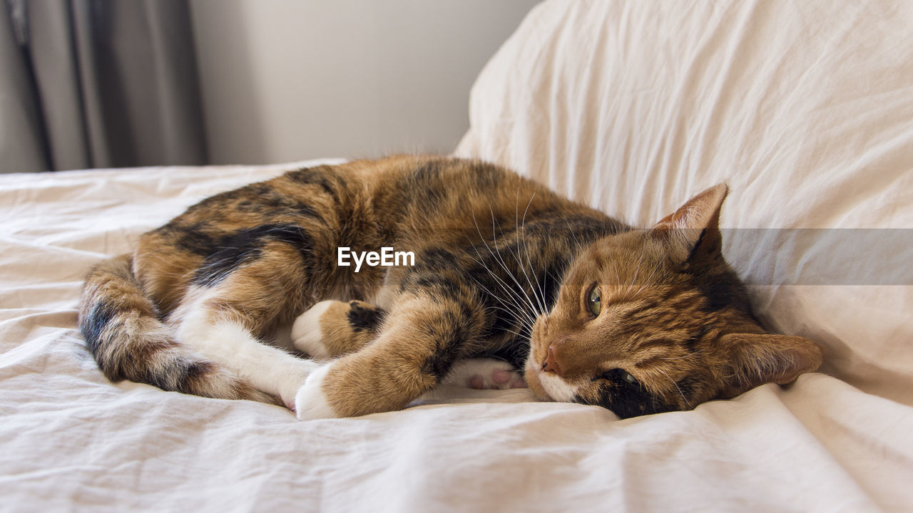 CLOSE-UP OF CAT RELAXING ON BED