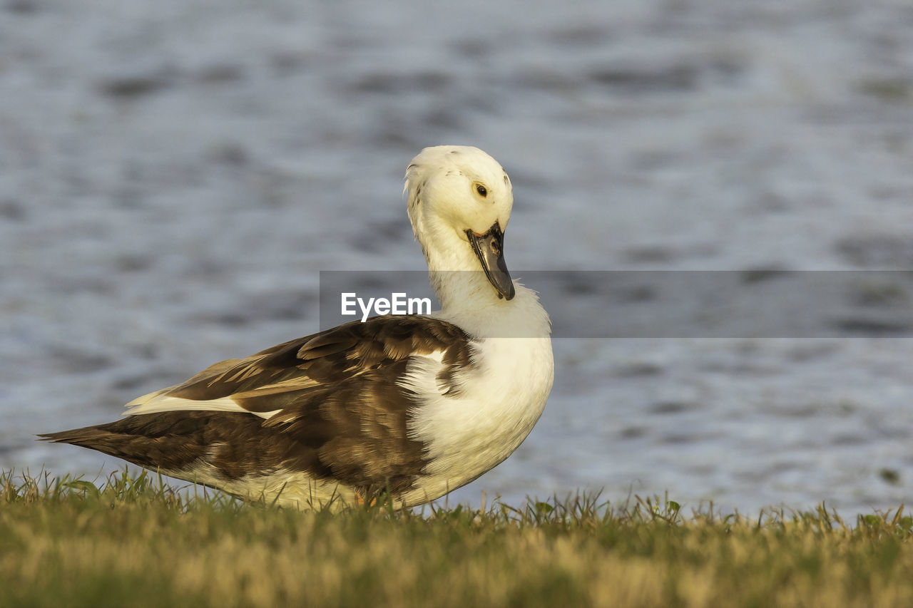 CLOSE-UP OF A BIRD