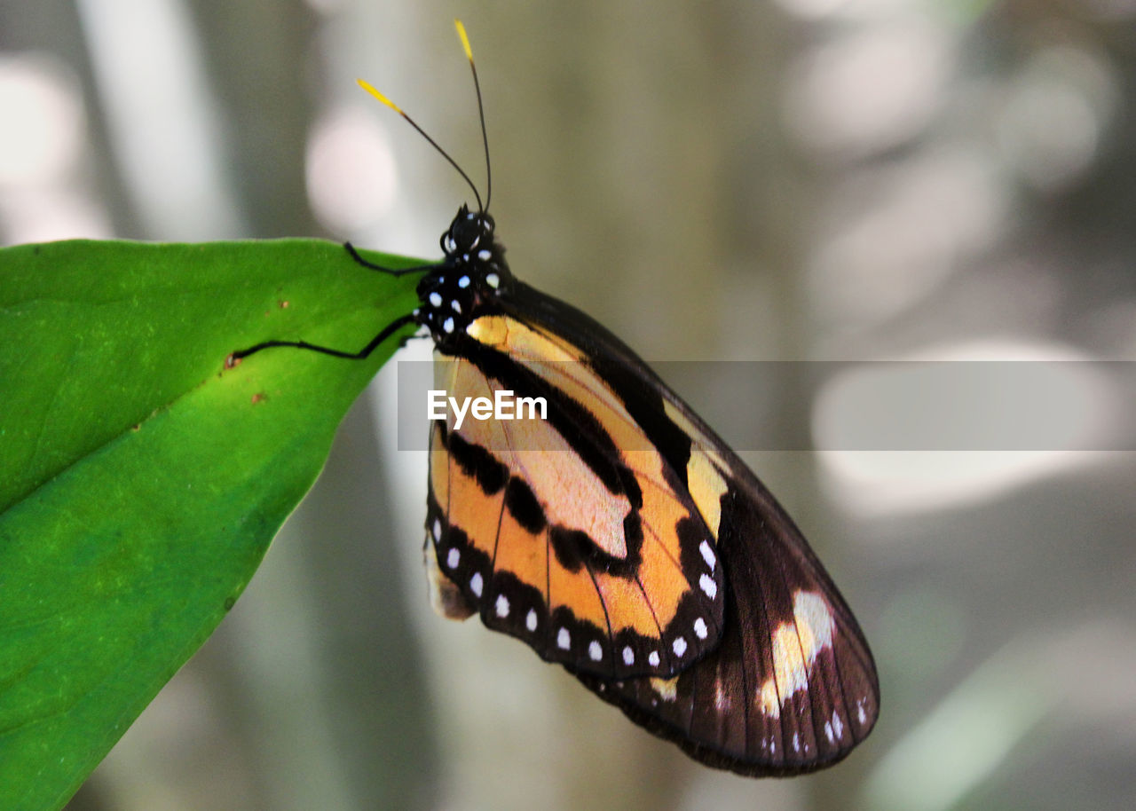 CLOSE-UP OF BUTTERFLY ON PLANT