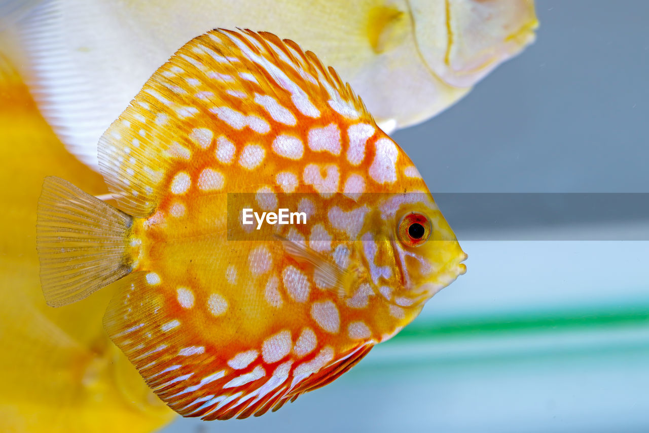 Close-up of fish swimming in sea