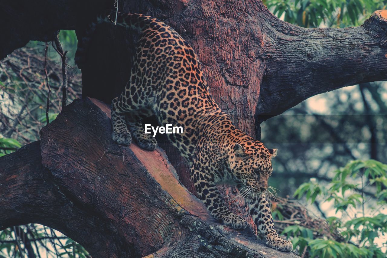 CLOSE-UP OF A CAT ON TREE