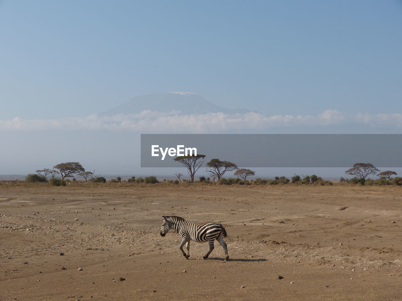 Zebra with kilimanjaro in the background 