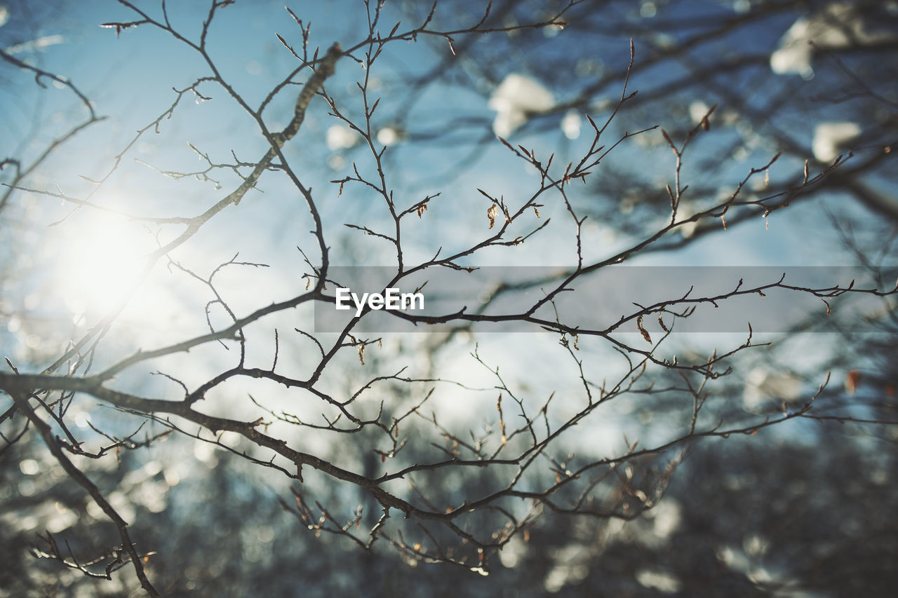 Low angle view of bare tree against sky