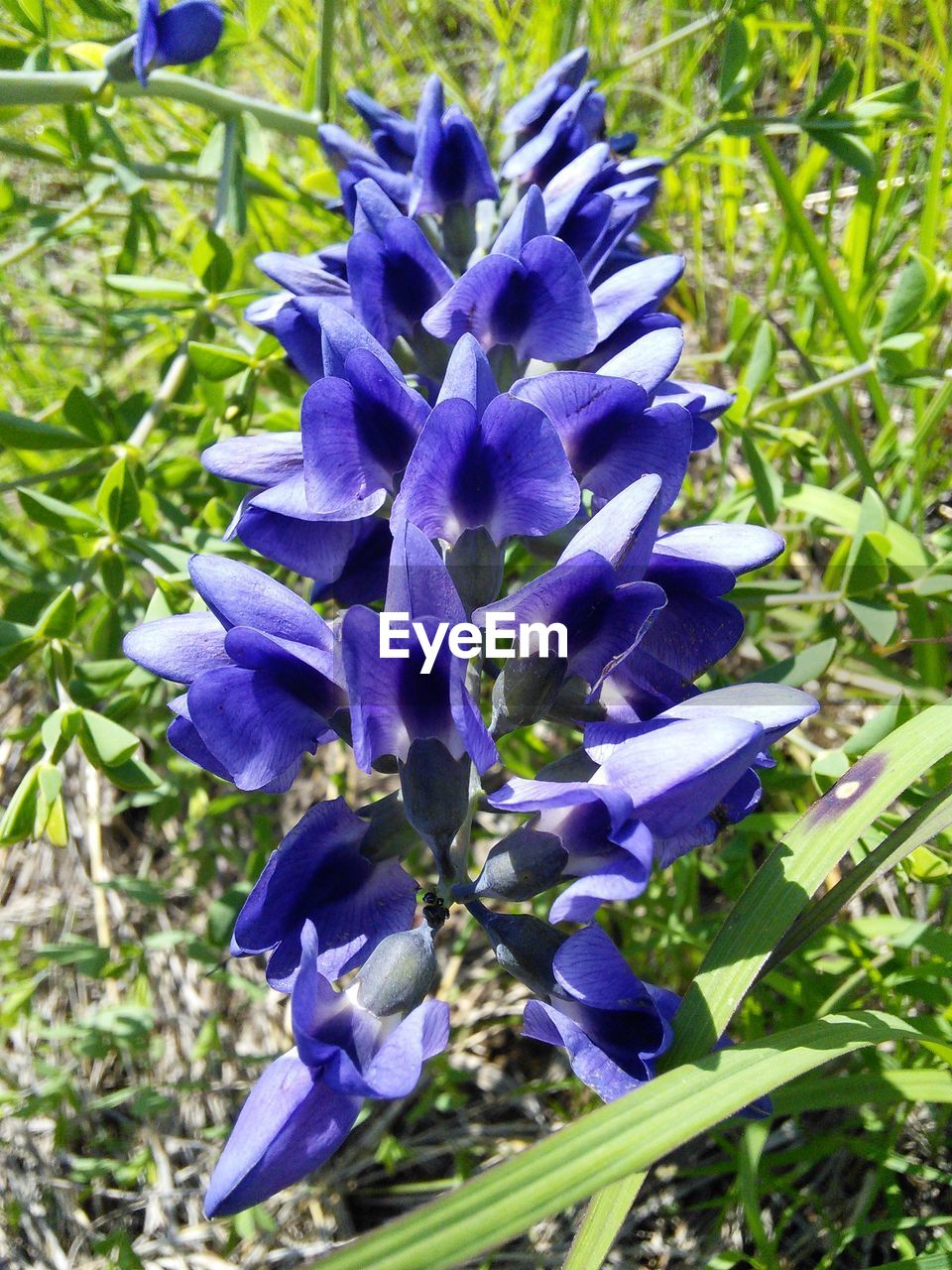 CLOSE-UP OF PURPLE FLOWERS BLOOMING ON FIELD