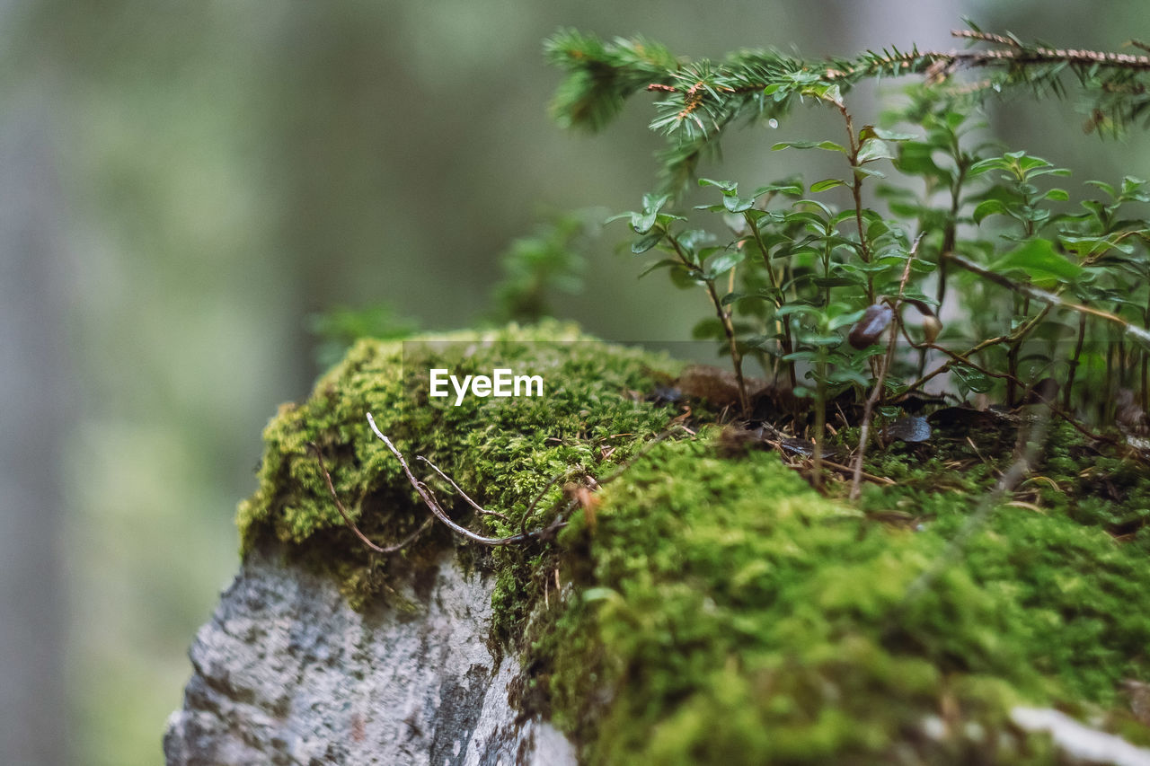 MOSS GROWING ON TREE TRUNK