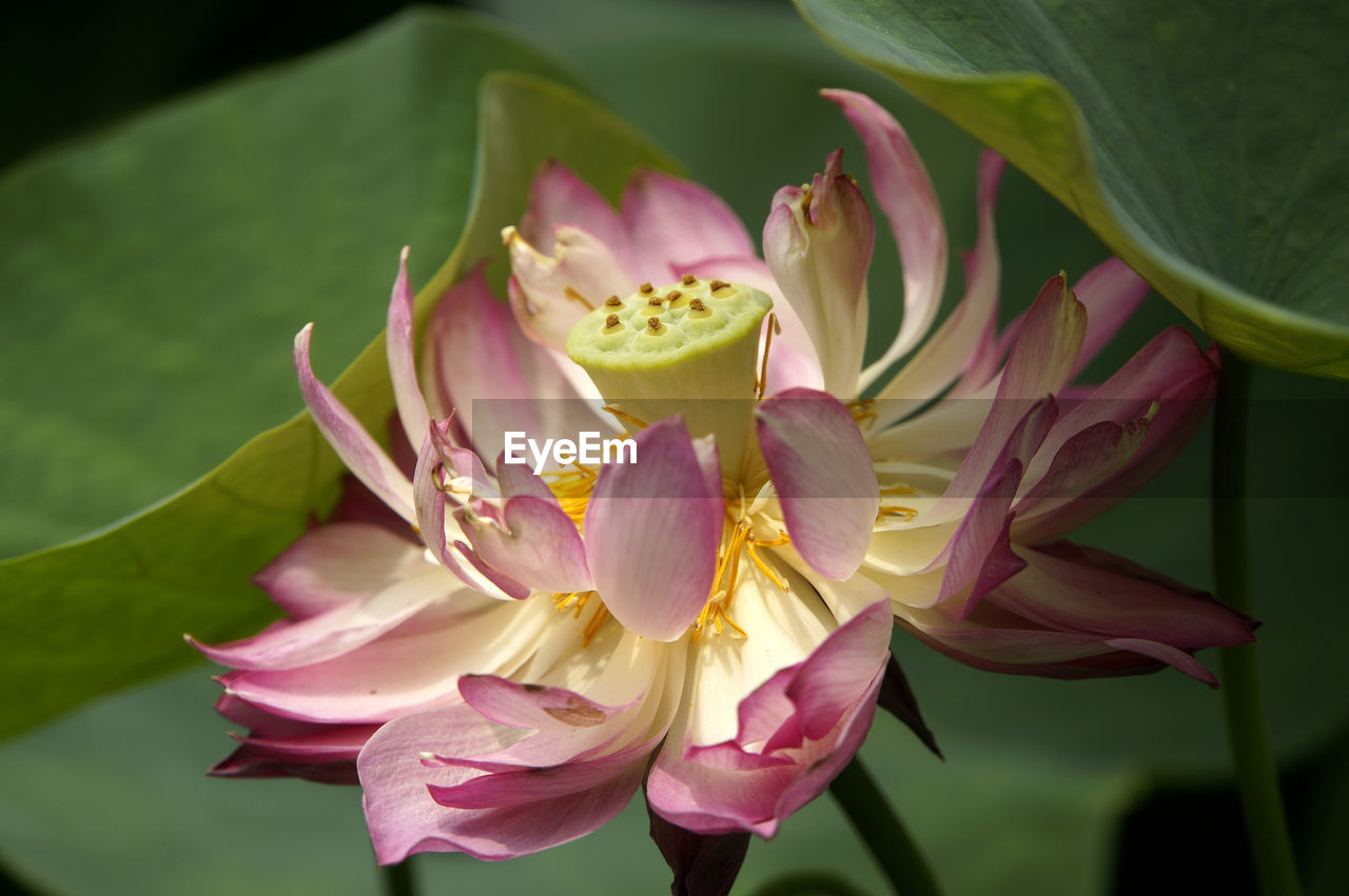 CLOSE-UP OF FLOWERS BLOOMING