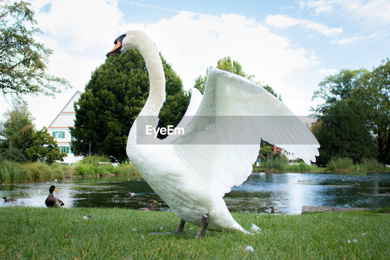 VIEW OF SWAN IN LAKE