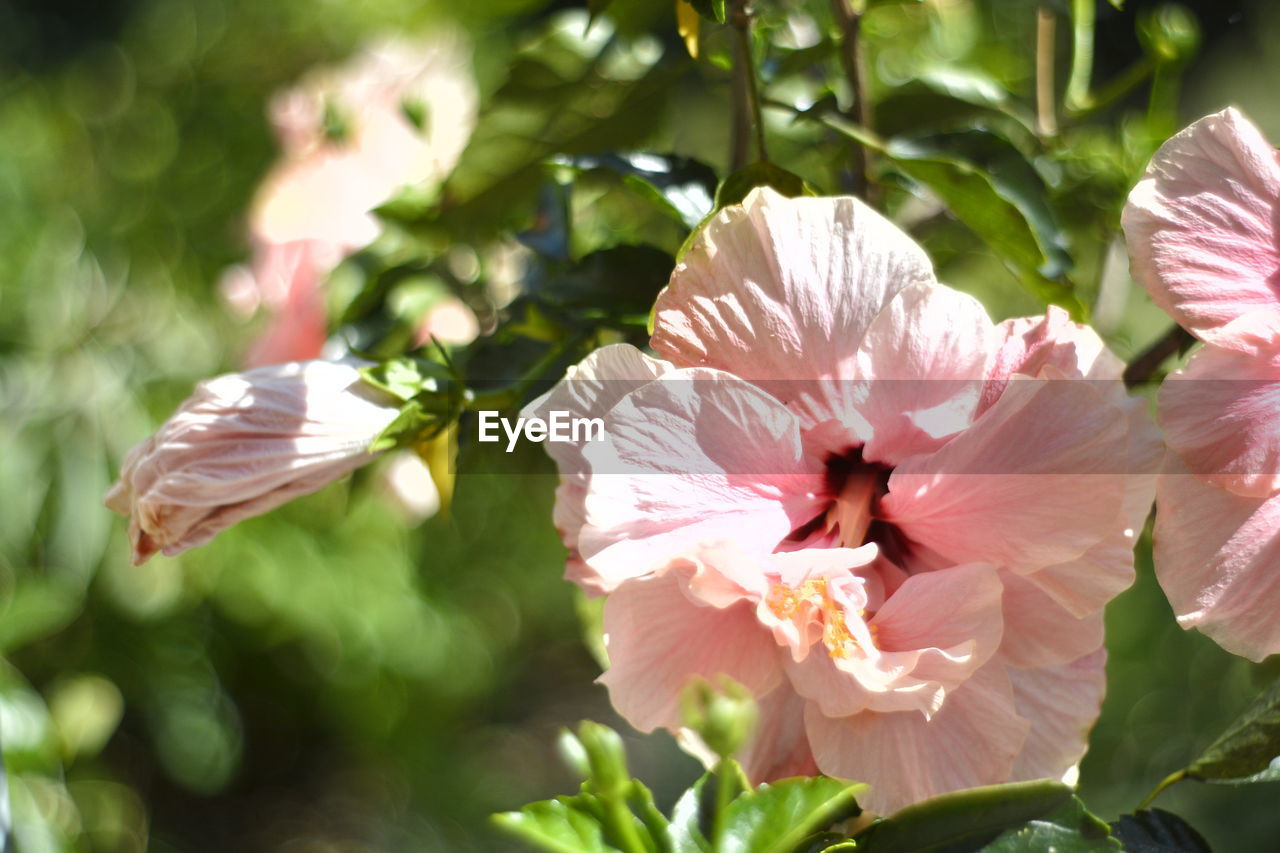 CLOSE-UP OF PINK FLOWER PLANT