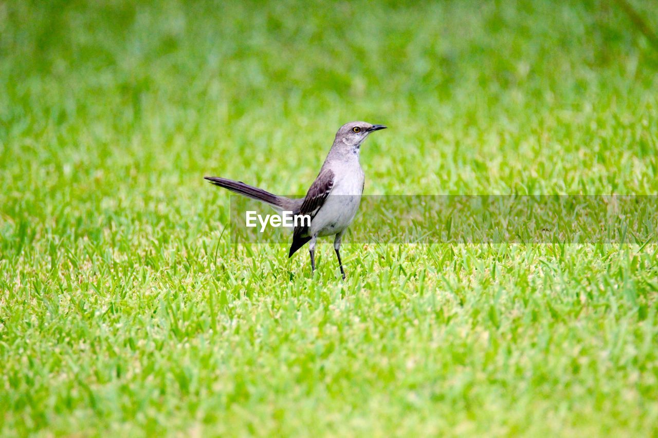 Bird landing in a field