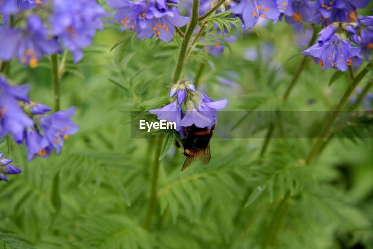 CLOSE-UP OF BEE POLLINATING FLOWER