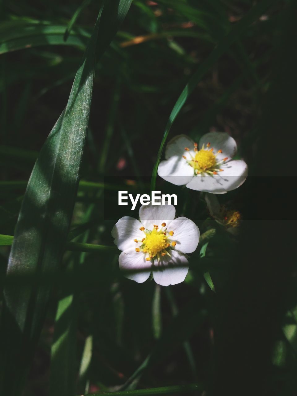 White flowers blooming outdoors