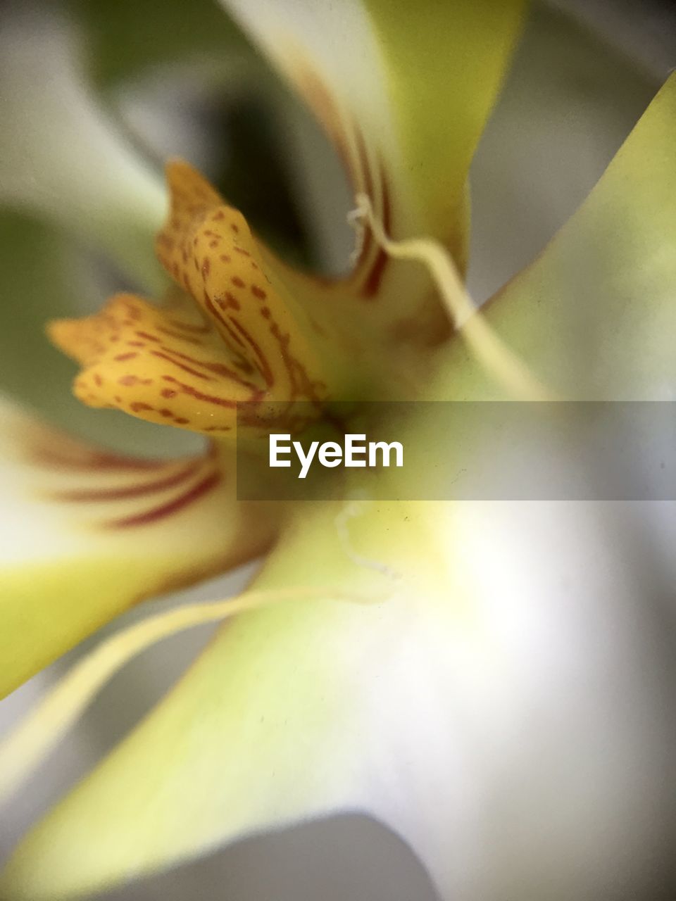 MACRO SHOT OF YELLOW FLOWER