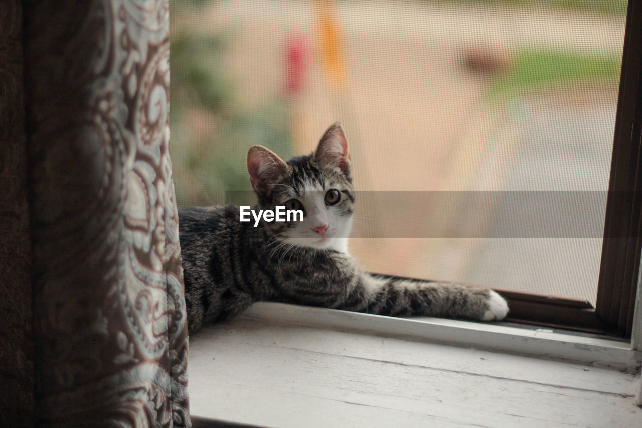 Portrait of cat relaxing on window sill at home