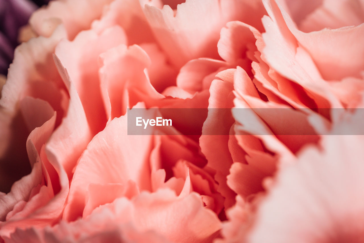 Full frame shot of pink rose bouquet