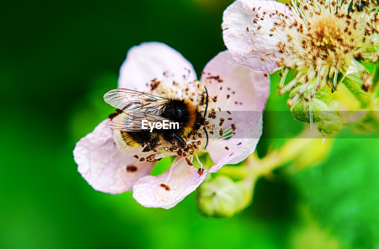 CLOSE-UP OF HONEY BEE ON FLOWER