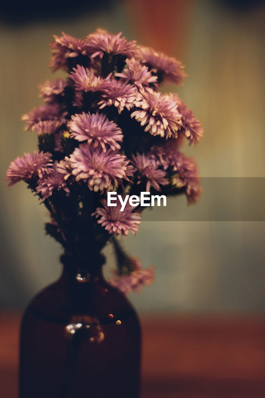 CLOSE-UP OF FLOWERS IN VASE