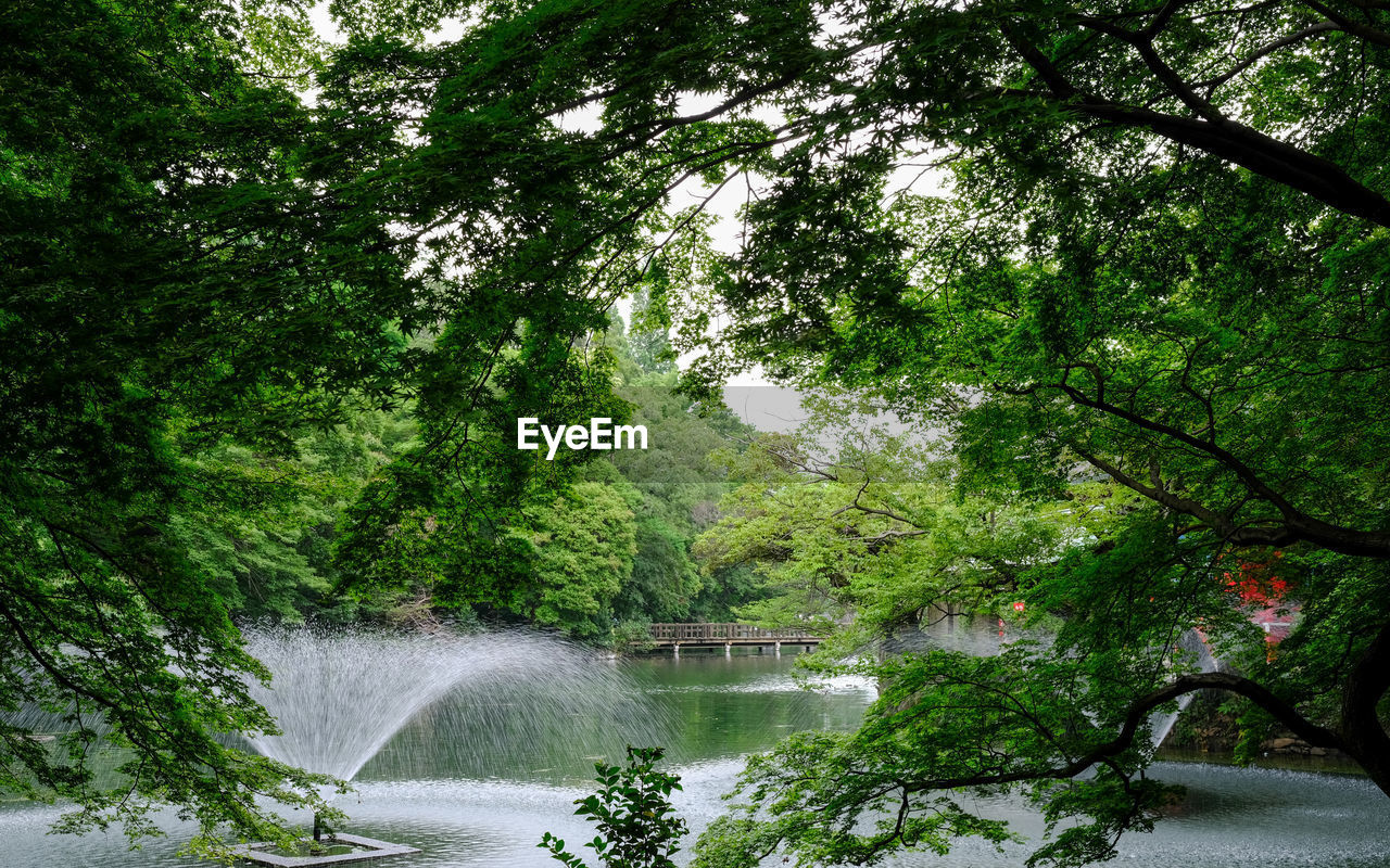 Scenic view of forest