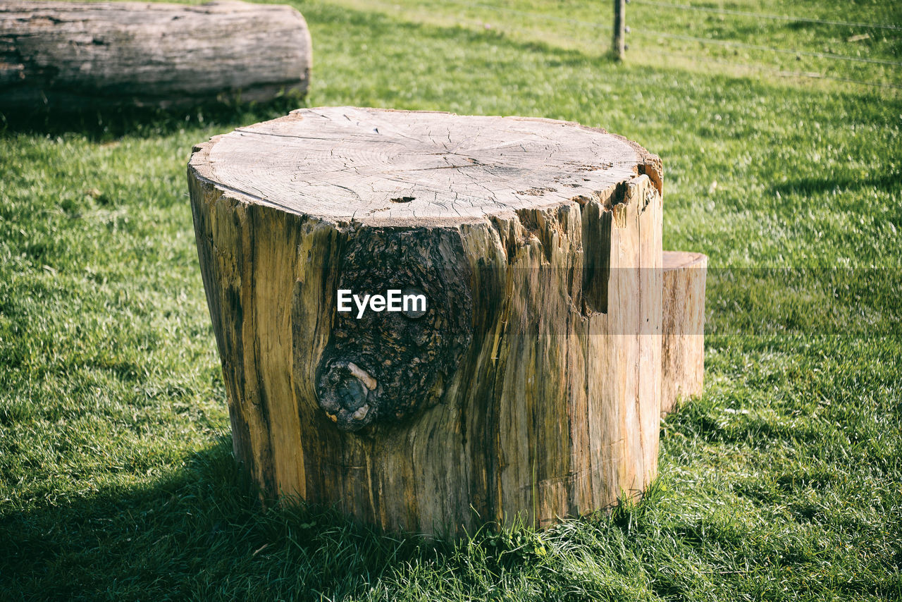 grass, plant, wood, green, field, nature, tree stump, day, land, no people, tree, lawn, outdoors, sunlight