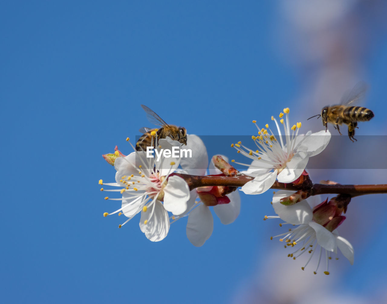 Close-up of white cherry blossoms against blue sky