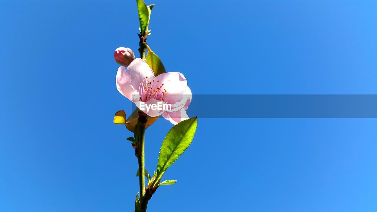 Low angle view of pink flower blooming against clear blue sky