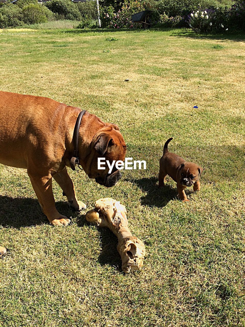 High angle view of dog and puppy on grassy field