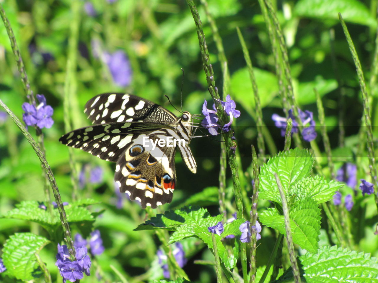 Butterfly and violet flowers