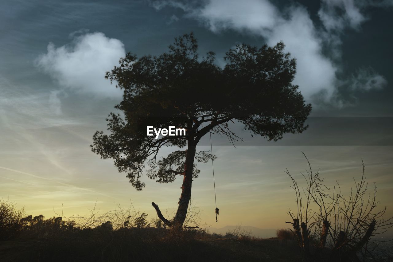 LOW ANGLE VIEW OF TREE AGAINST SKY DURING SUNSET