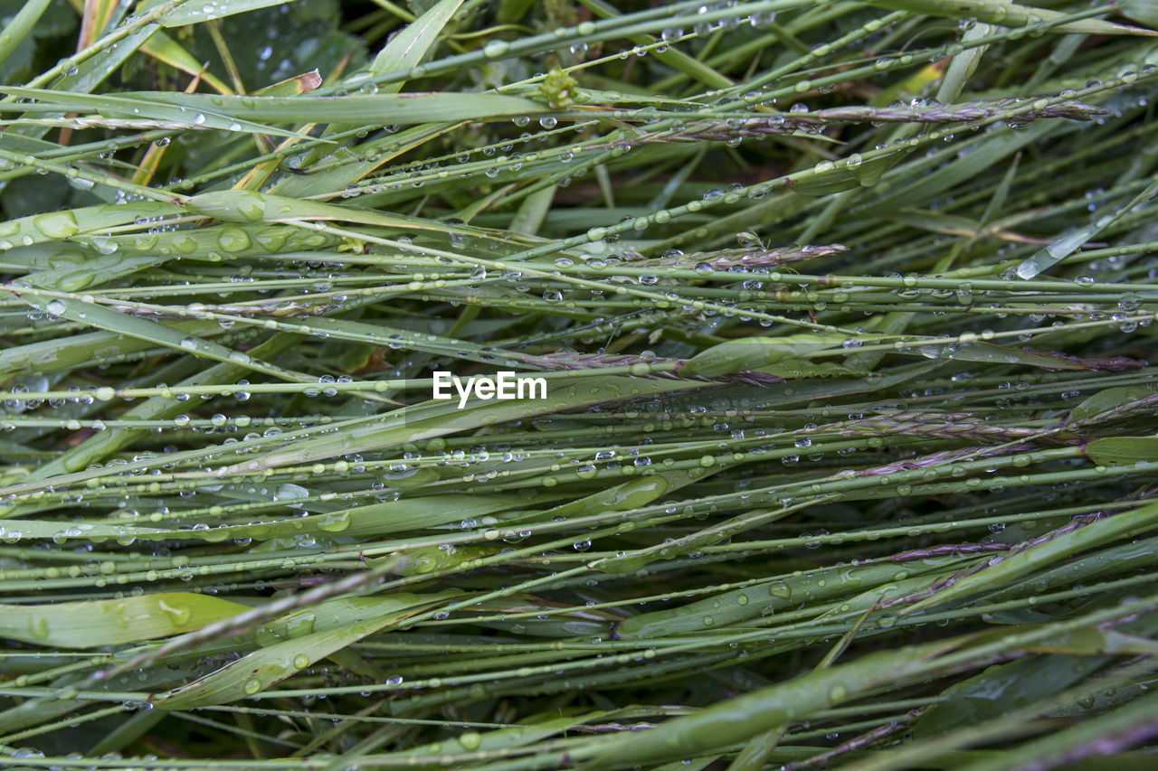 FULL FRAME SHOT OF FRESH GREEN PLANT