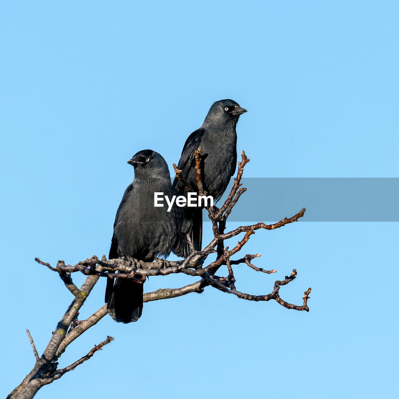 Two black jackdaws sit on a branch against a blue sky