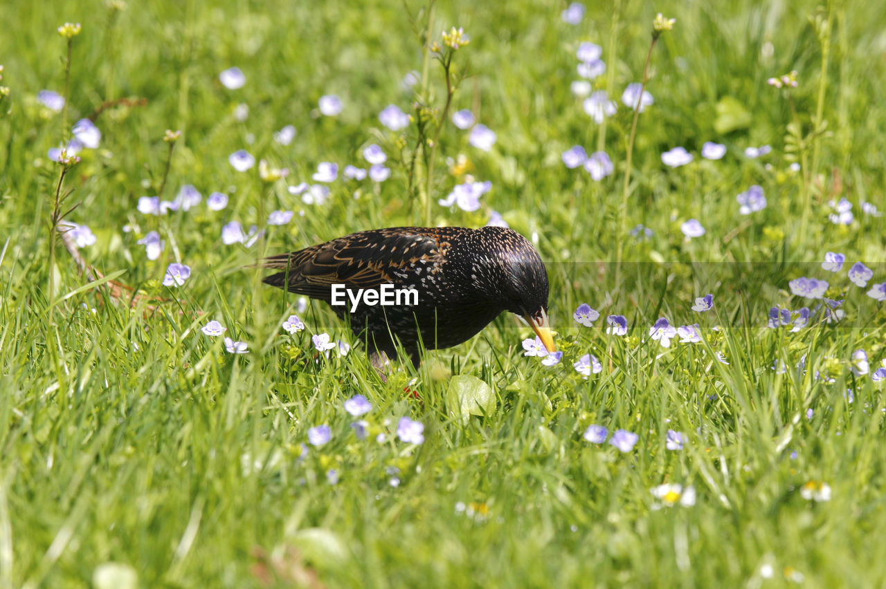 Young starling bird running through the grass searching wurms