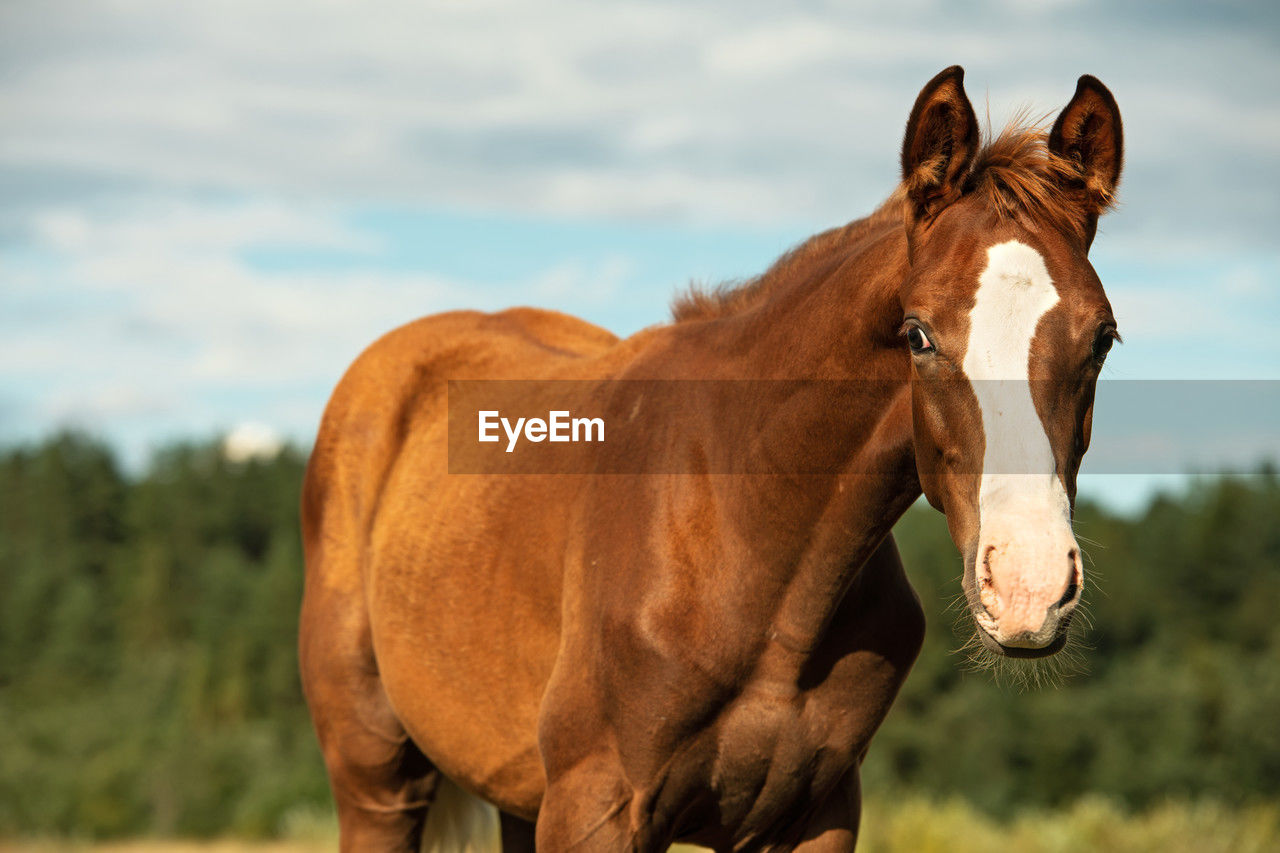 animal themes, animal, mammal, horse, domestic animals, animal wildlife, livestock, mare, one animal, brown, pasture, mustang horse, pet, mane, stallion, nature, sky, no people, standing, animal body part, field, outdoors, landscape, focus on foreground, portrait, grass, cloud, day, land, plant, wildlife, environment, herbivorous, agriculture