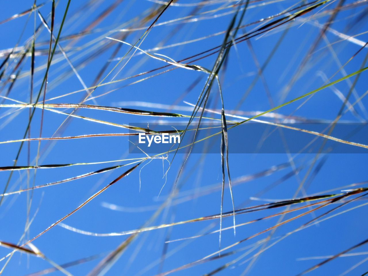 Low angle view of plants against clear blue sky