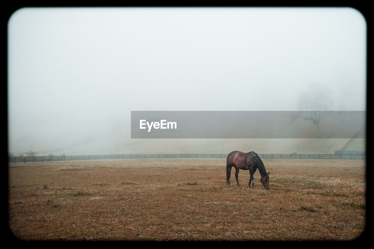 VIEW OF A HORSE ON FIELD IN FOGGY WEATHER
