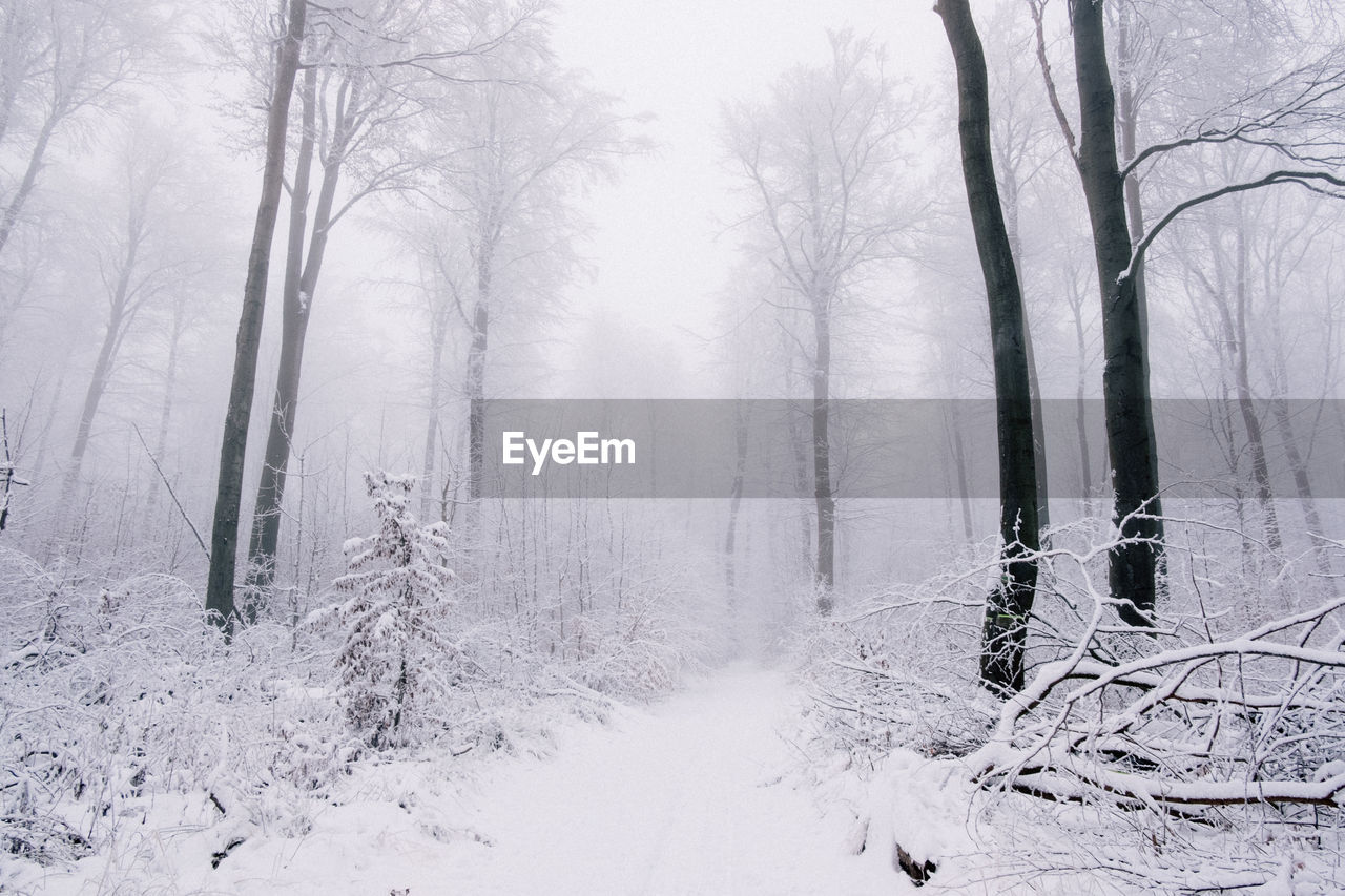 tree, winter, cold temperature, forest, land, plant, snow, environment, nature, fog, beauty in nature, landscape, scenics - nature, tranquility, woodland, tranquil scene, freezing, non-urban scene, bare tree, winter storm, blizzard, no people, tree trunk, trunk, branch, black and white, coniferous tree, frozen, pinaceae, pine woodland, frost, white, pine tree, outdoors, idyllic, monochrome, day, sky, morning, snowing, deep snow, mist, remote, wilderness, travel, extreme weather