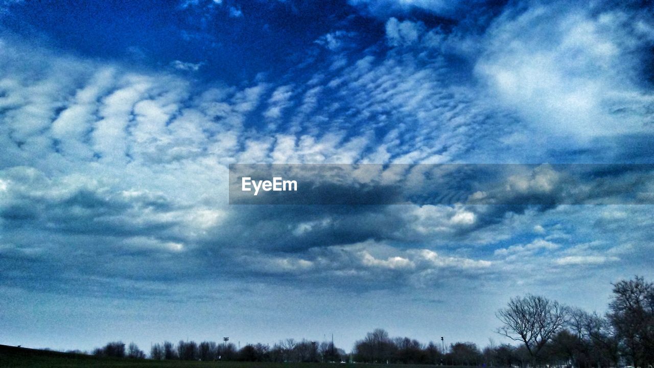 LOW ANGLE VIEW OF TREES AGAINST SKY